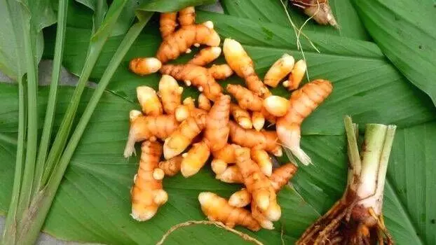 കാ​ട്ടാ​ന, വ​ന്യ​മൃ​ഗ ശ​ല്യം;  ആ​റ​ള​ത്ത് അ​തി​ജീ​വ​നത്തിന്റെ മ​ഞ്ഞ​ൾ കൃ​ഷി