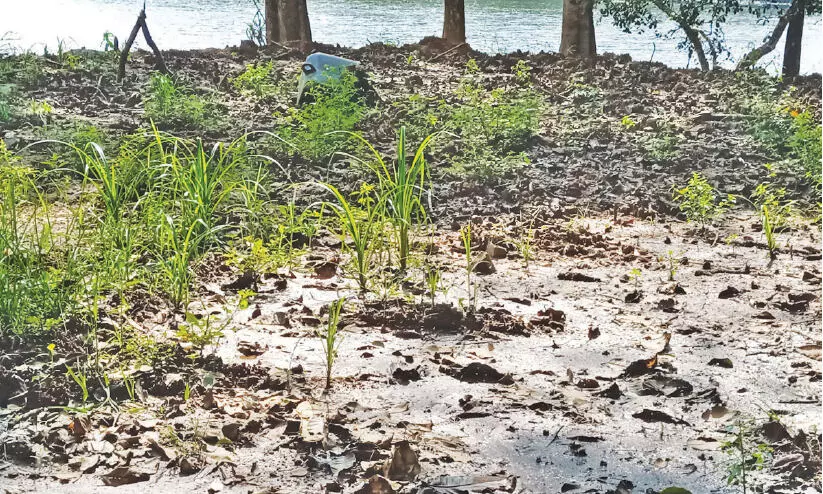 പൂക്കോട് തടാകം: ചളിയിൽ മുങ്ങി കോടികൾ പൂക്കോട് തടാകം: ചളിയിൽ മുങ്ങി കോടികൾ