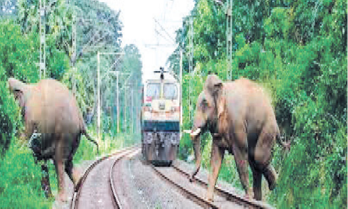 Wild elephant death Formed Action Plan Railways and Forest Department