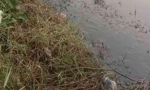 നെൽ കൃഷിക്ക് ഒരുക്കിയ പാടത്ത് കക്കൂസ് മാലിന്യം തള്ളി