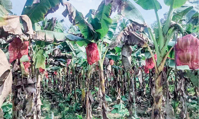 Bunch of birds In banana plantations Bunch of birds In banana plantations