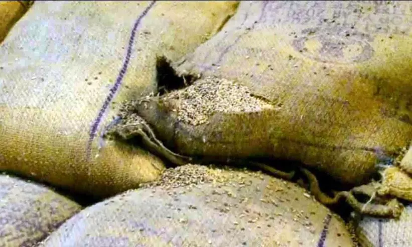 കു​തി​ർ​ന്ന് ന​ശി​ച്ച അ​വ​സ്ഥയിൽ;​ ഉപയോഗയോഗ്യമല്ലാത്ത ഗോതമ്പ്​ തിരിച്ചയച്ചു