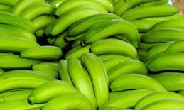 ഏത്തക്കുലകൾ മോഷ്ടിച്ച യുവാക്കൾ പിടിയിൽ ഏത്തക്കുലകൾ മോഷ്ടിച്ച യുവാക്കൾ പിടിയിൽ