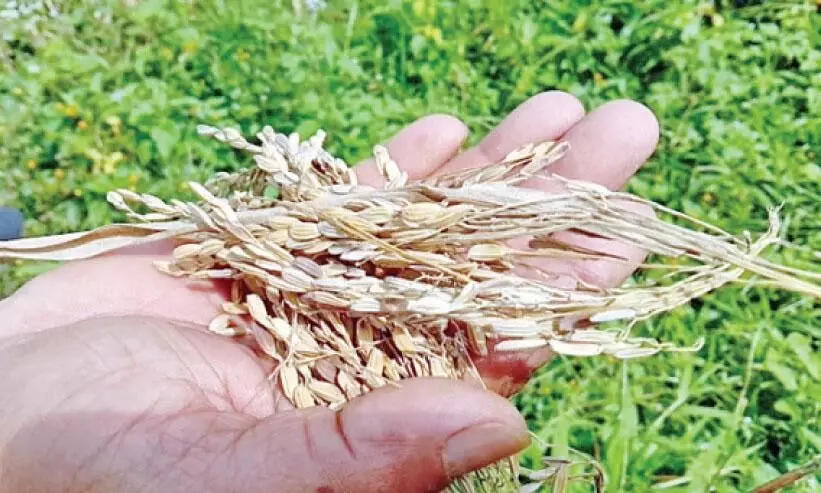 കൃഷി പതിരായി; പാടത്ത് കണ്ണീർ മണികൾ കൃഷി പതിരായി; പാടത്ത് കണ്ണീർ മണികൾ