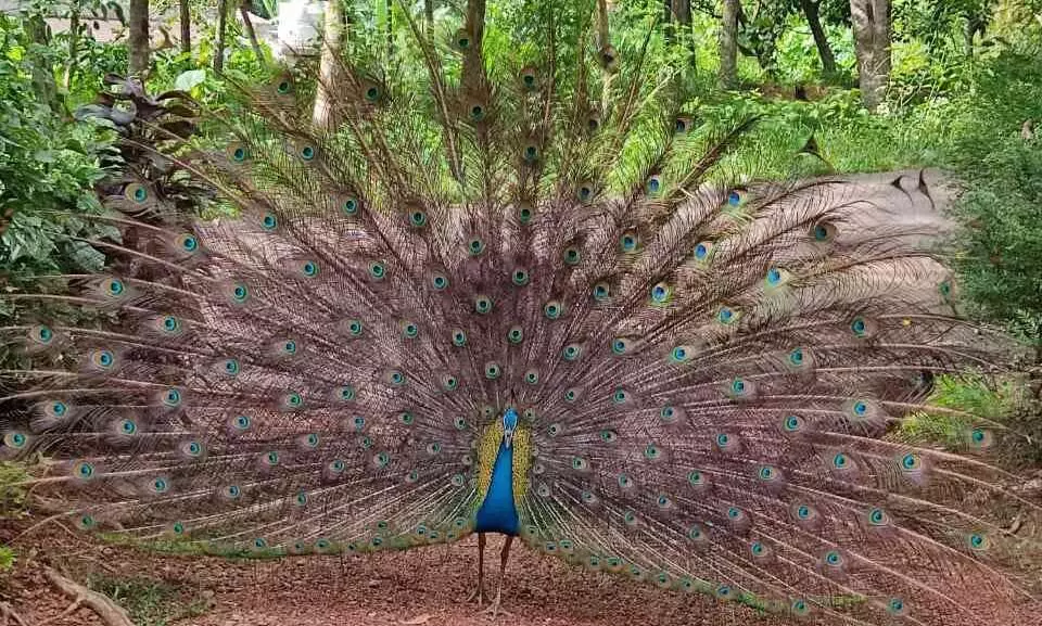 മാലയിൽ മലപ്പത്തൂരിൽ മയിലുകളുടെ എണ്ണം വർധിക്കുന്നു; മിനി ടൂറിസം അനുവദിക്കണമെന്ന് മാലയിൽ മലപ്പത്തൂരിൽ മയിലുകളുടെ എണ്ണം വർധിക്കുന്നു; മിനി ടൂറിസം അനുവദിക്കണമെന്ന്