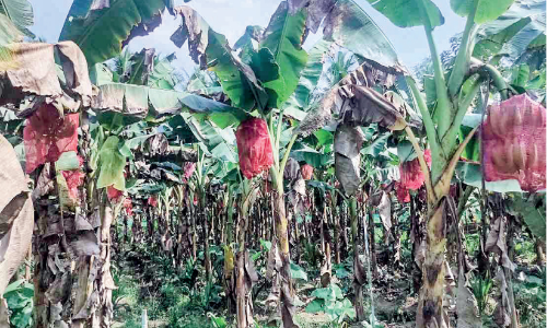 Bunch of birds In banana plantations