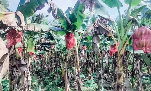 Bunch of birds In banana plantations