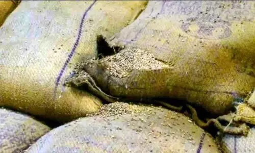 കു​തി​ർ​ന്ന് ന​ശി​ച്ച അ​വ​സ്ഥയിൽ;​ ഉപയോഗയോഗ്യമല്ലാത്ത ഗോതമ്പ്​ തിരിച്ചയച്ചു