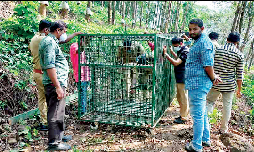 കടുവയെ കുടുക്കാൻ കെണിയുമായി വനപാലകർ കടുവയെ കുടുക്കാൻ കെണിയുമായി വനപാലകർ
