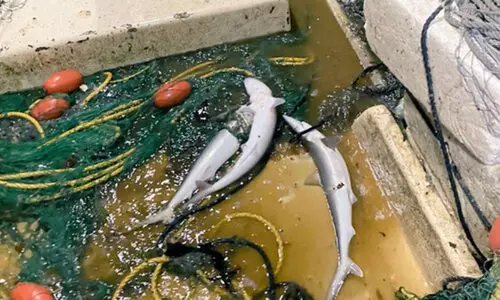 നി​രോ​ധി​ത മേ​ഖ​ല​യി​ൽ മീ​ൻ​പി​ടി​ത്തം; എ​ട്ടു വി​ദേ​ശി​ക​ൾ അ​റ​സ്​​റ്റി​ൽ