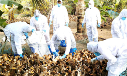 bird flu alappuzha