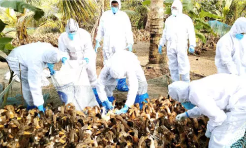 bird flu alappuzha