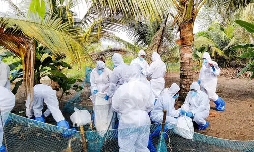 പക്ഷിപ്പനി ബാധിത മേഖലയില്‍ മുട്ടയും ഇറച്ചിയും ഉപയോഗിക്കുന്നത്​ വിലക്കി