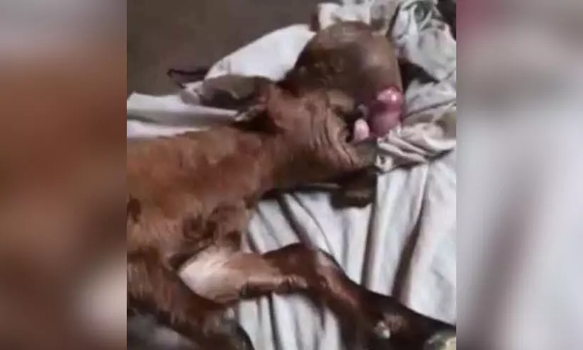 kallambalam goat kallambalam goat