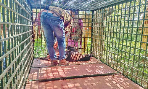 കടുവയെ പിടിക്കാൻ കൂടൊരുക്കി; ര​ണ്ടു​ത​വ​ണ മ​യ​ക്കു​വെ​ടി​വെ​ക്കാ​ൻ ശ്ര​മി​ച്ചെ​ങ്കി​ലും വി​ജ​യി​ച്ചി​ല്ല