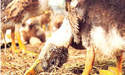 അപ്പർ കുട്ടനാട്ടിൽ താറാവുകൾ ചത്തൊടുങ്ങുന്നു;  പക്ഷി ഗവേഷണ കേന്ദ്രത്തിൽനിന്നുള്ള പോസ്​റ്റ്​മോർട്ടം റിപ്പോർട്ടിന് കാത്ത് കർഷകർ