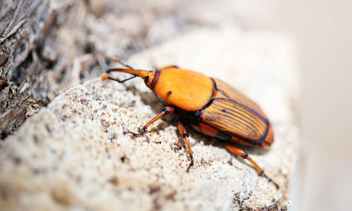 ചുവന്ന വണ്ടിനെ പറപറപ്പിക്കാൻ യു.എ.ഇയുടെ പദ്ധതി