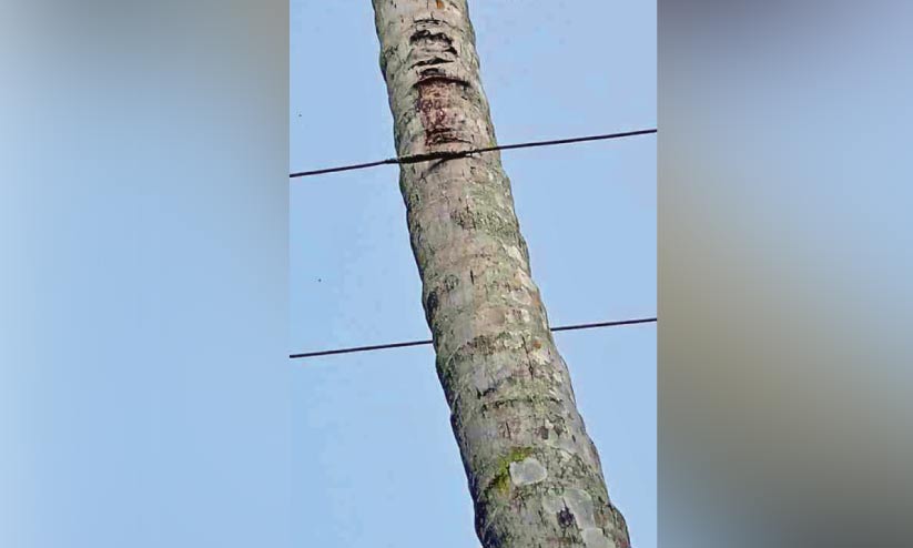 കെ.എസ്.ഇ.ബി ലൈൻ വലിച്ചു; തേങ്ങ ഇടാനാവാതെ കർഷകൻ