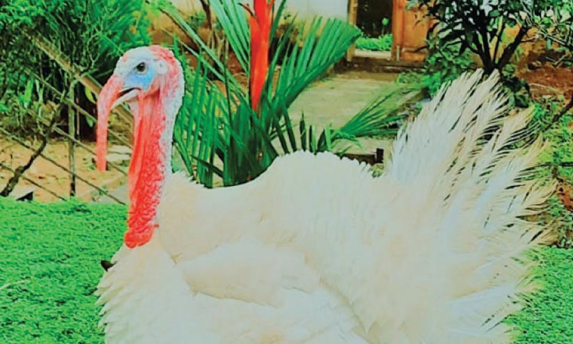 പൊന്നോമനയായ കോഴിയെ കാണാനില്ല; പൊലീസ് മേധാവിയെ വിളിച്ച്​ കുട്ടികൾ