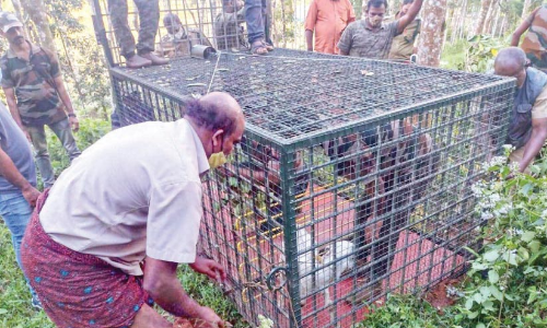 കെണിയിൽ കുടുങ്ങാതെ കടുവ;   വീണ്ടും ആടിനെ കൊന്നു