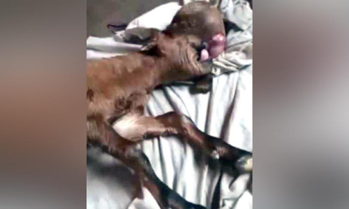 വിചിത്രരൂപവുമായി പിറന്ന ആട്ടിൻകുട്ടി ചത്തു