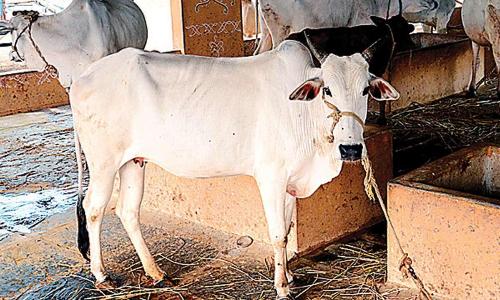 പൂജക്കിടെ സ്വർണമാല വിഴുങ്ങി പശു; ചാണകം പരതിയിട്ടും കിട്ടാത്തതിനെ തുടർന്ന്​ ശസ്​ത്രക്രിയ