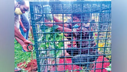 പതിനൊന്നാമത്തെ വളർത്തുമൃഗത്തെയും പിടികൂടി; നാട്ടുകാരെ വട്ടംകറക്കി കടുവ പതിനൊന്നാമത്തെ വളർത്തുമൃഗത്തെയും പിടികൂടി; നാട്ടുകാരെ വട്ടംകറക്കി കടുവ