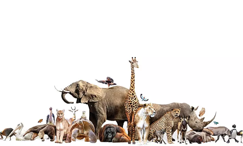 മ​ഴ ച​തി​ച്ചു; പുത്തൂരിലേക്കുള്ള മൃഗശാല മാറ്റം വൈകും