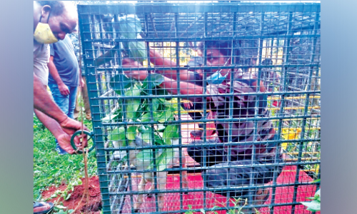 പ​തി​നൊ​ന്നാ​മ​ത്തെ വ​ള​ർ​ത്തു​മൃ​ഗ​ത്തെ​യും പി​ടി​കൂ​ടി; നാട്ടുകാരെ വട്ടംകറക്കി കടുവ