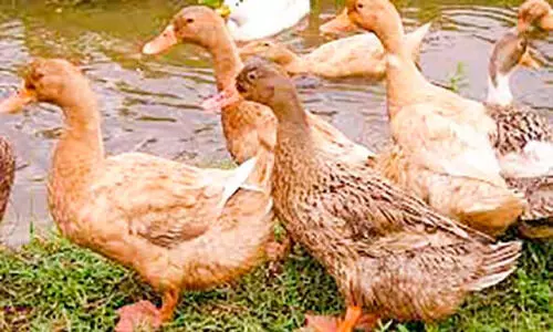 പ​ക്ഷി​പ്പ​നി സ്ഥി​രീ​ക​രി​ച്ചി​ട്ടി​ല്ല:  കോ​ട്ട​യം ജില്ലയിൽ ചത്തത്​ 14,298 താറാവുകൾ, ആ​ശ​ങ്ക വേ​ണ്ടെ​ന്ന് മൃ​ഗ​സം​ര​ക്ഷ​ണ വ​കു​പ്പ്