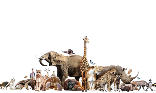 മ​ഴ ച​തി​ച്ചു; പുത്തൂരിലേക്കുള്ള മൃഗശാല മാറ്റം വൈകും