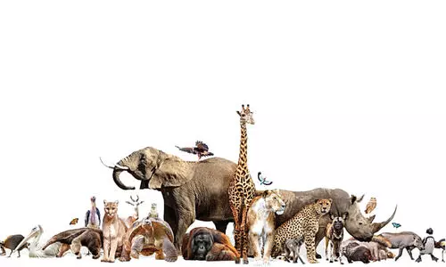 മ​ഴ ച​തി​ച്ചു; പുത്തൂരിലേക്കുള്ള മൃഗശാല മാറ്റം വൈകും