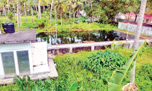 കാടുപിടിച്ച് പെരിഞ്ഞനത്തെ നീന്തൽക്കുളം