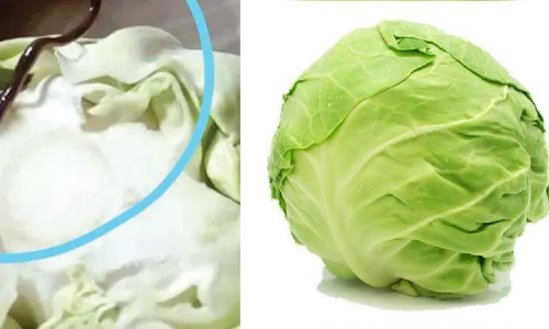 ഉപ്പേരിയുണ്ടാക്കാൻ കാബേജ് മുറിച്ചപ്പോൾ കണ്ടത് പാമ്പിനെ