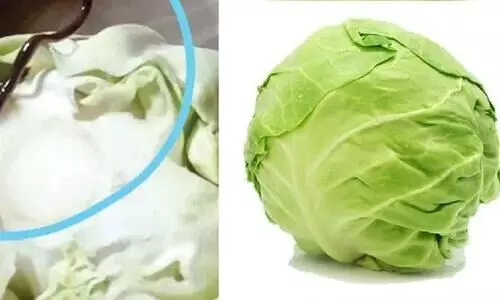 ഉപ്പേരിയുണ്ടാക്കാൻ കാബേജ് മുറിച്ചപ്പോൾ കണ്ടത് പാമ്പിനെ