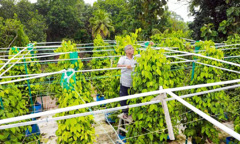 മട്ടുപ്പാവിൽ കുരുമുളക് കൃഷി വൻവിജയം മട്ടുപ്പാവിൽ കുരുമുളക് കൃഷി വൻവിജയം