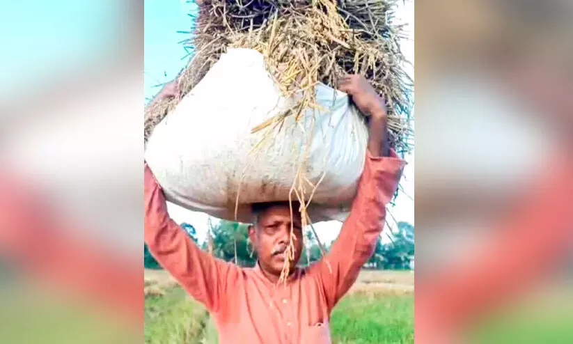 Farmers are not available: With his wife Tahsildar harvests