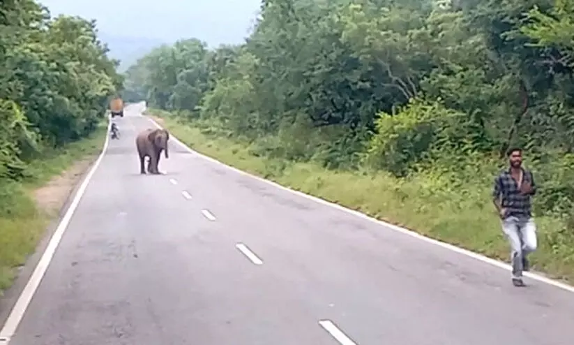 മൊബൈലിൽ പകർത്തുന്നതിനിടെ കലിപൂണ്ട് കാട്ടാന; യുവാക്കൾ രക്ഷപ്പെട്ടത് തലനാരിഴക്ക്