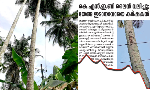 കെ.​എ​സ്.​ഇ.​ബി ന​യം മാ​റ്റി; ഭരതന് ഇനി തേങ്ങ വിളവെടുക്കാം