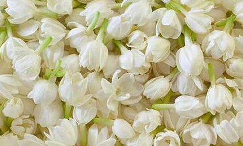 jasmine