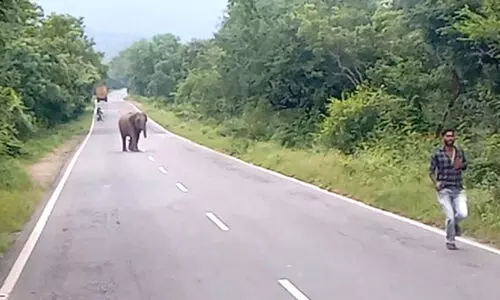 മൊബൈലിൽ പകർത്തുന്നതിനിടെ കലിപൂണ്ട് കാട്ടാന; യുവാക്കൾ രക്ഷപ്പെട്ടത് തലനാരിഴക്ക്