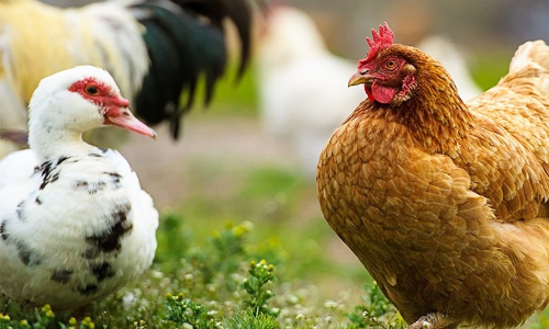 chicken-duck