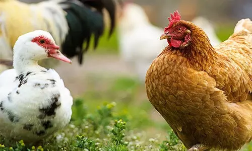 chicken-duck