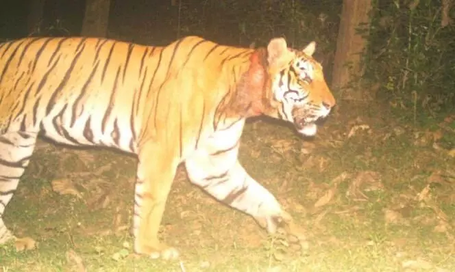 tiger