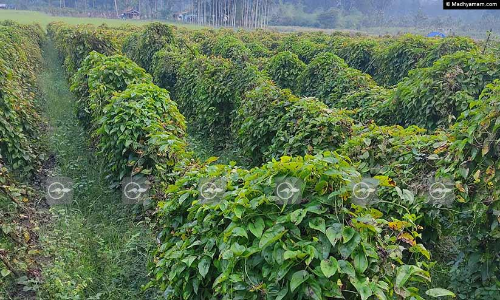 കാച്ചിൽ കൃഷി ചെയ്ത് പുലരുന്ന ഒരു ഗ്രാമം