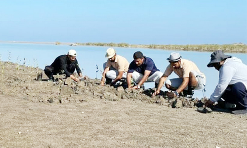 ക​ണ്ട​ൽ തൈ​ക​ൾ ന​ട്ടു