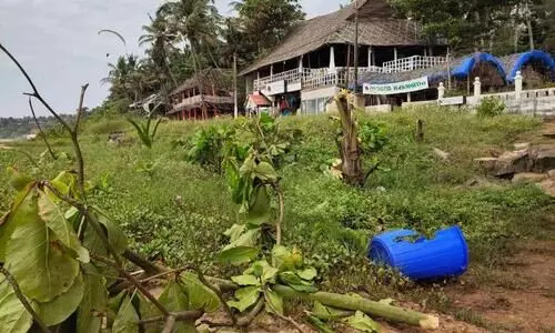പാപനാശം തീരത്തെ തണൽമരങ്ങൾ വെട്ടി നശിപ്പിച്ചു