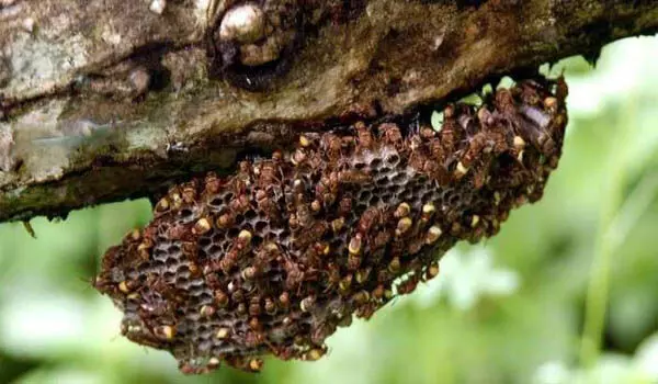 കടന്നൽക്കുത്തേറ്റ് അവശനായ തൊഴിലാളിയെ അഗ്​നിശമനസേന രക്ഷിച്ചു