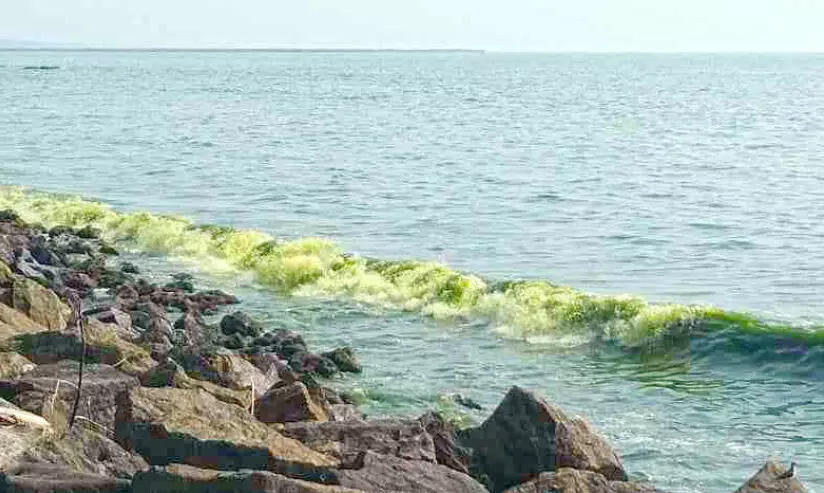 നീലാകാശം, പച്ചക്കടൽ; കൗതുകമായി കടൽവെള്ളത്തിന്റെ നിറംമാറ്റം നീലാകാശം, പച്ചക്കടൽ; കൗതുകമായി കടൽവെള്ളത്തിന്റെ നിറംമാറ്റം