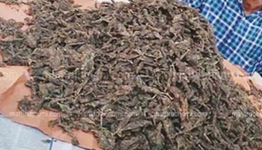 കഞ്ചാവ് കച്ചവടക്കാരുടെ താവളമായി മയ്യനാട്; പിടിയിലാവുന്നത് ചെറുകിട കച്ചവടക്കാർ മാത്രം കഞ്ചാവ് കച്ചവടക്കാരുടെ താവളമായി മയ്യനാട്; പിടിയിലാവുന്നത് ചെറുകിട കച്ചവടക്കാർ മാത്രം